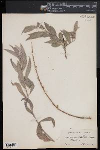 Salix alba subsp. alba image