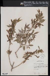 Salix amygdaloides image