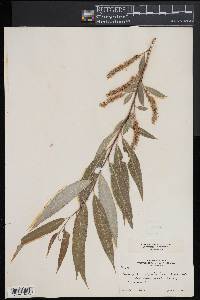 Salix amygdaloides image