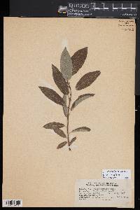 Salix cordata image