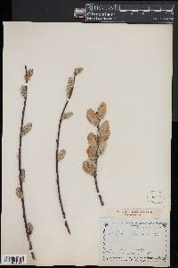 Salix caprea image