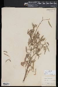 Salix disperma image