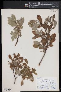 Salix eleagnos image