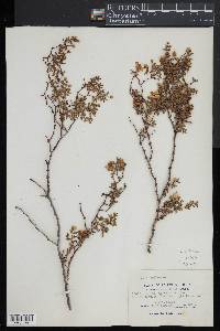 Salix herbacea image