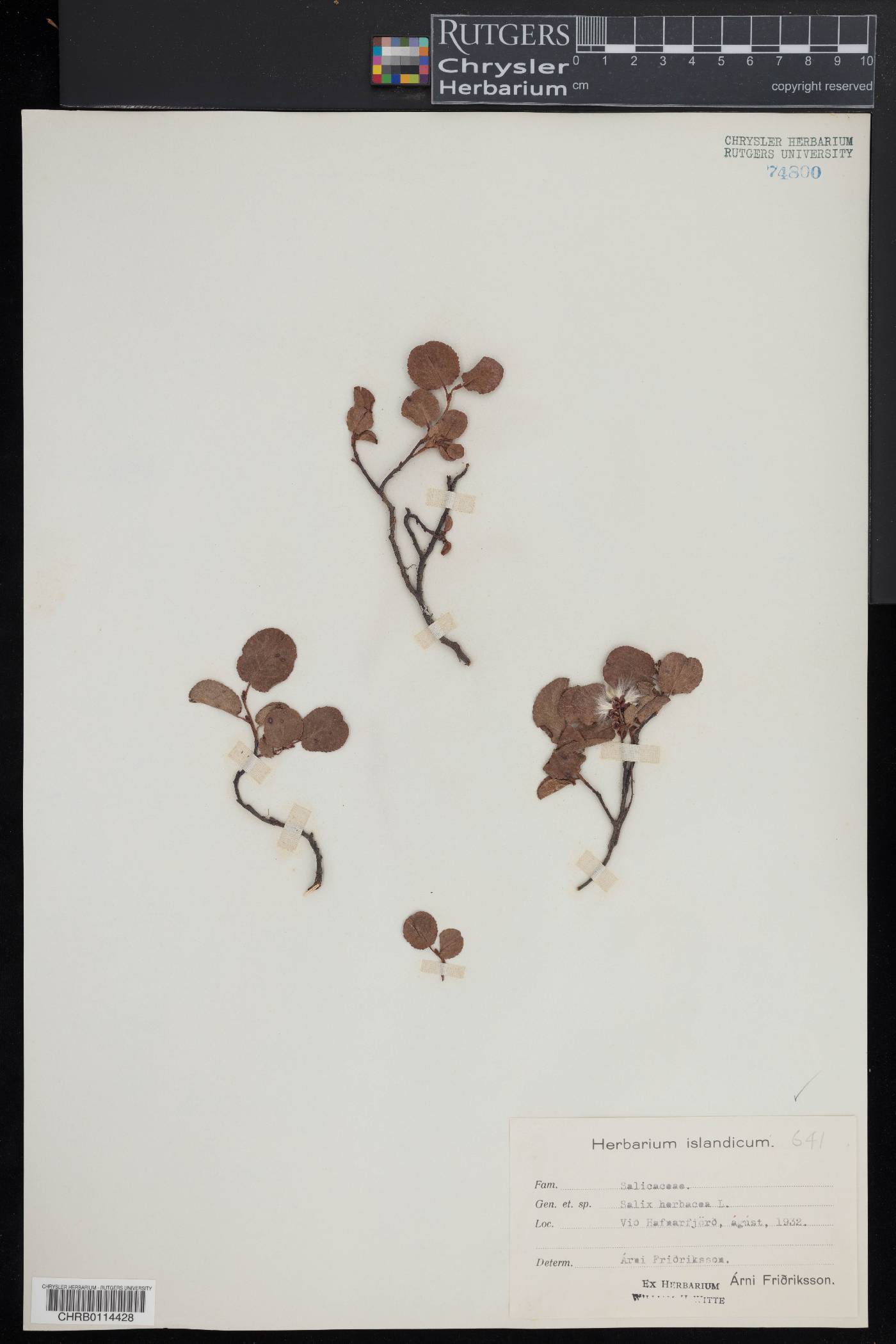 Salix herbacea image