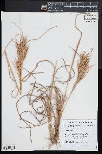 Andropogon glomeratus var. glomeratus image