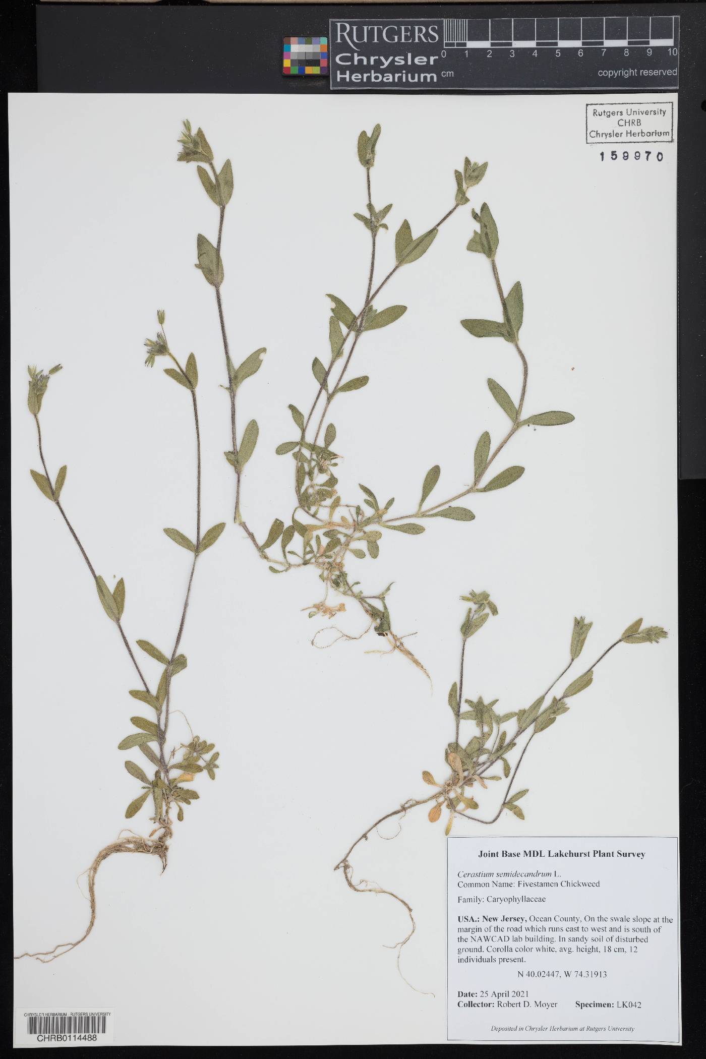 Cerastium semidecandrum image
