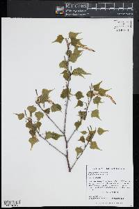 Betula populifolia image