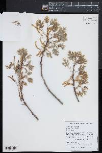 Quercus palustris image