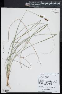 Carex livida image