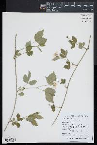 Rubus flagellaris image