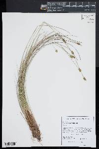 Carex exilis image