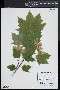 Acer platanoides image