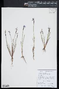 Sisyrinchium mucronatum image