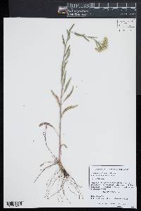 Achillea millefolium var. millefolium image