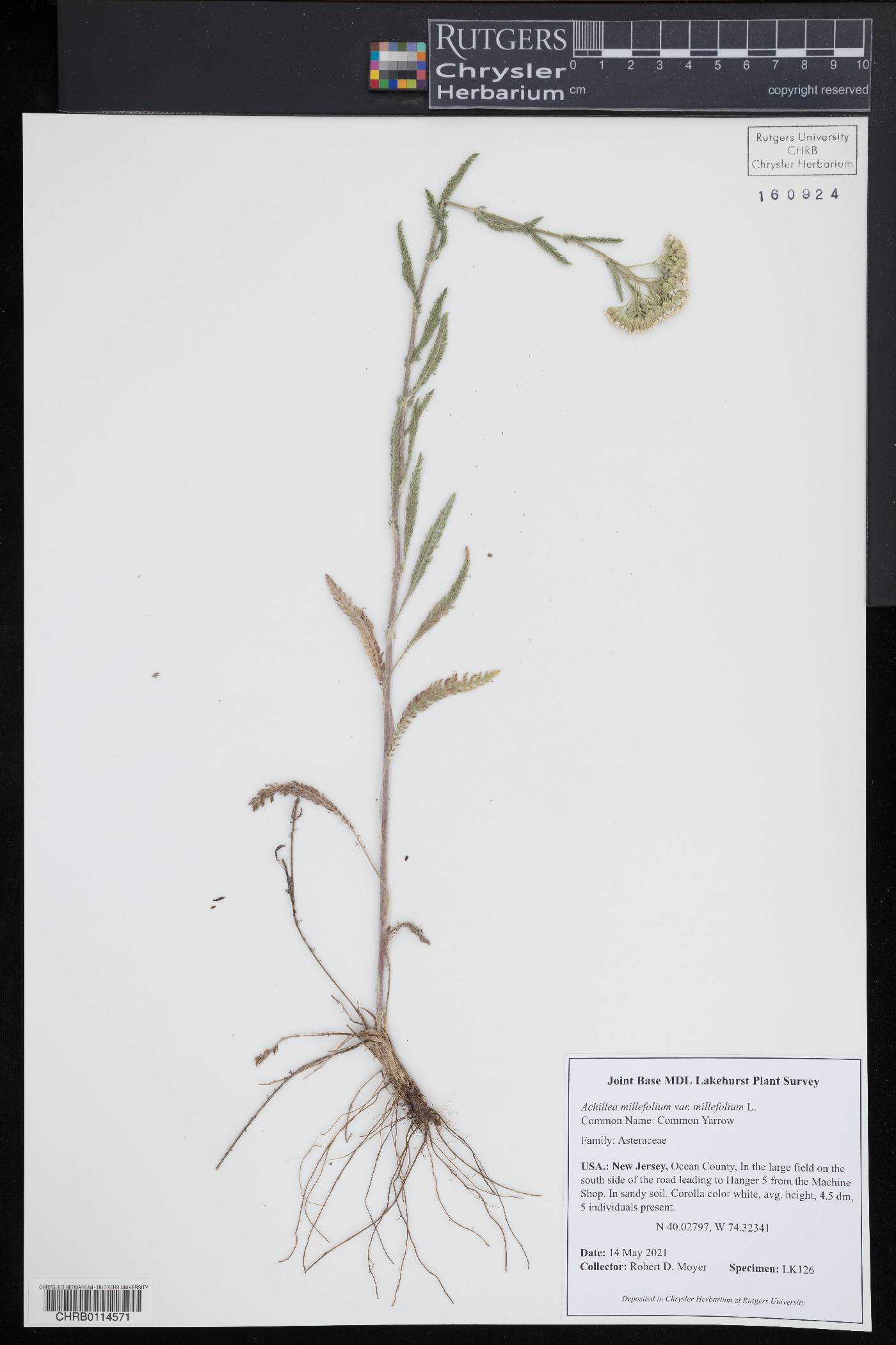 Achillea millefolium var. millefolium image