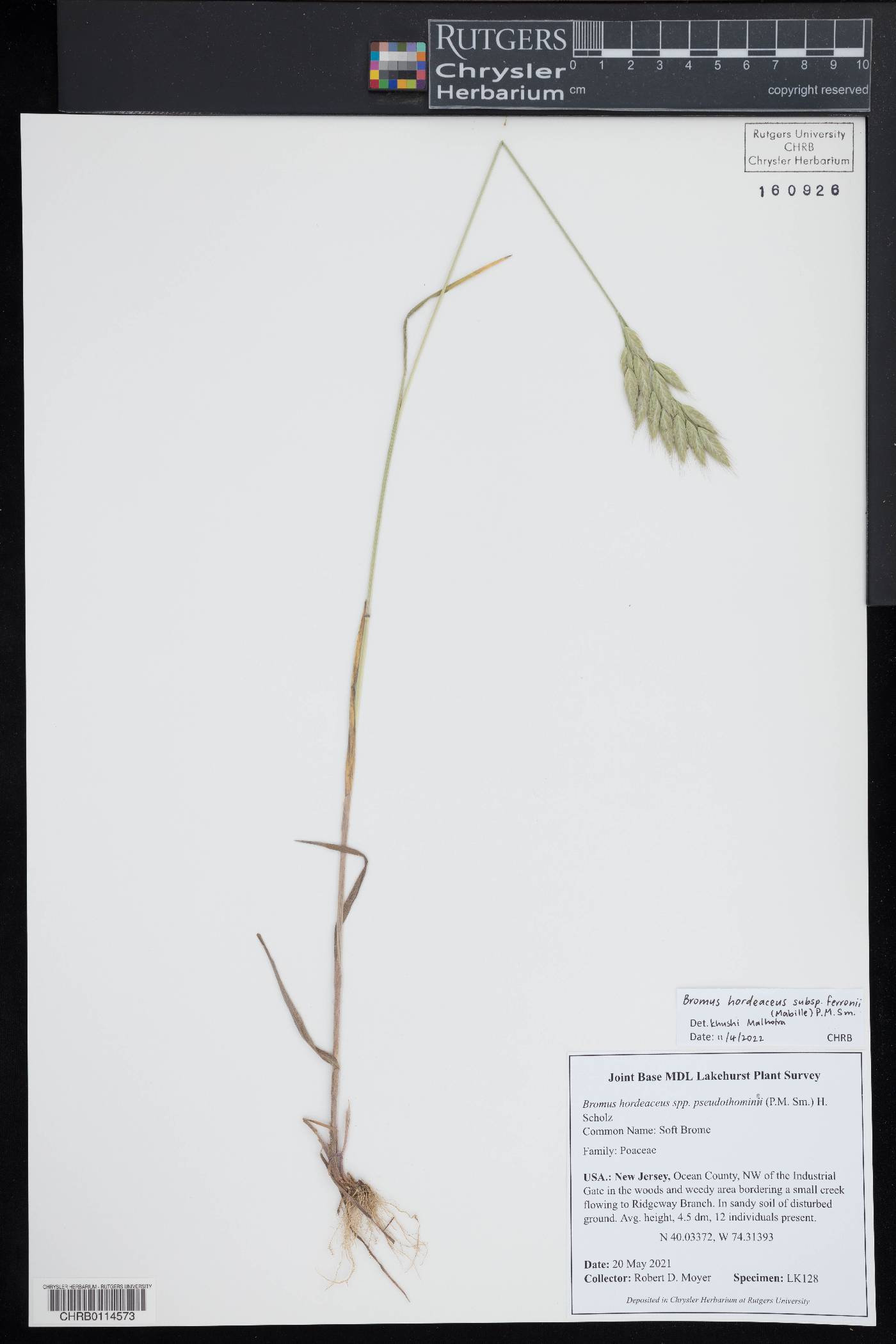 Bromus hordeaceus subsp. ferronii image