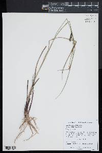 Carex striata var. striata image