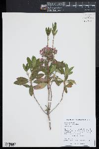 Kalmia angustifolia image