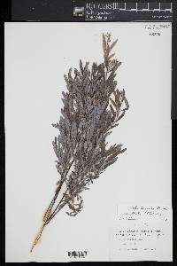 Salix humilis var. tristis image