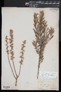 Salix humilis var. tristis image