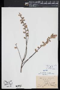 Salix humilis var. tristis image