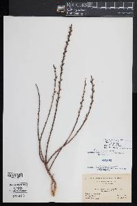 Salix humilis var. tristis image