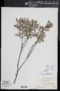 Salix humilis var. tristis image