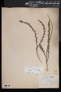 Salix humilis var. tristis image