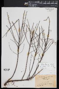 Salix humilis var. tristis image