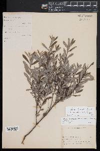 Salix humilis var. tristis image