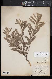 Salix humilis var. tristis image