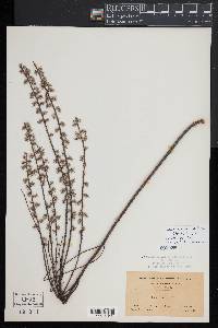 Salix humilis var. tristis image