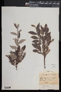 Salix lapponum image