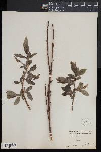 Salix lucida image