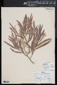 Salix lucida image