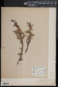 Salix lucida image