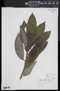 Salix myricoides image