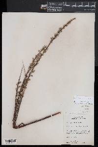 Salix petiolaris image