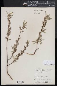 Salix petiolaris image