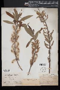 Salix petiolaris image