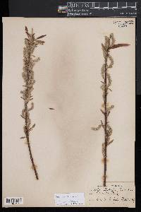 Salix petiolaris image