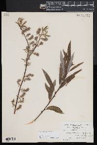 Salix petiolaris image