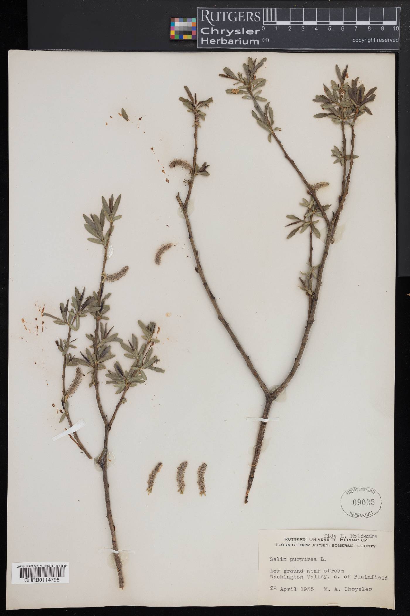 Salix purpurea image