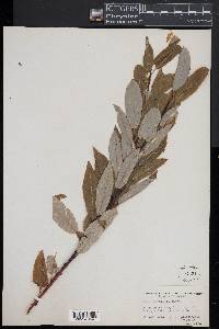 Salix pyrifolia image