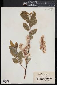 Salix pyrifolia image