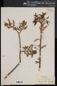 Salix pyrifolia image