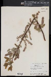 Salix pyrifolia image