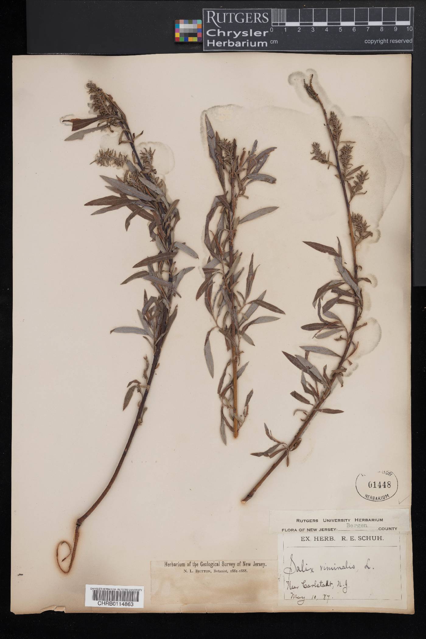 Salix viminalis image