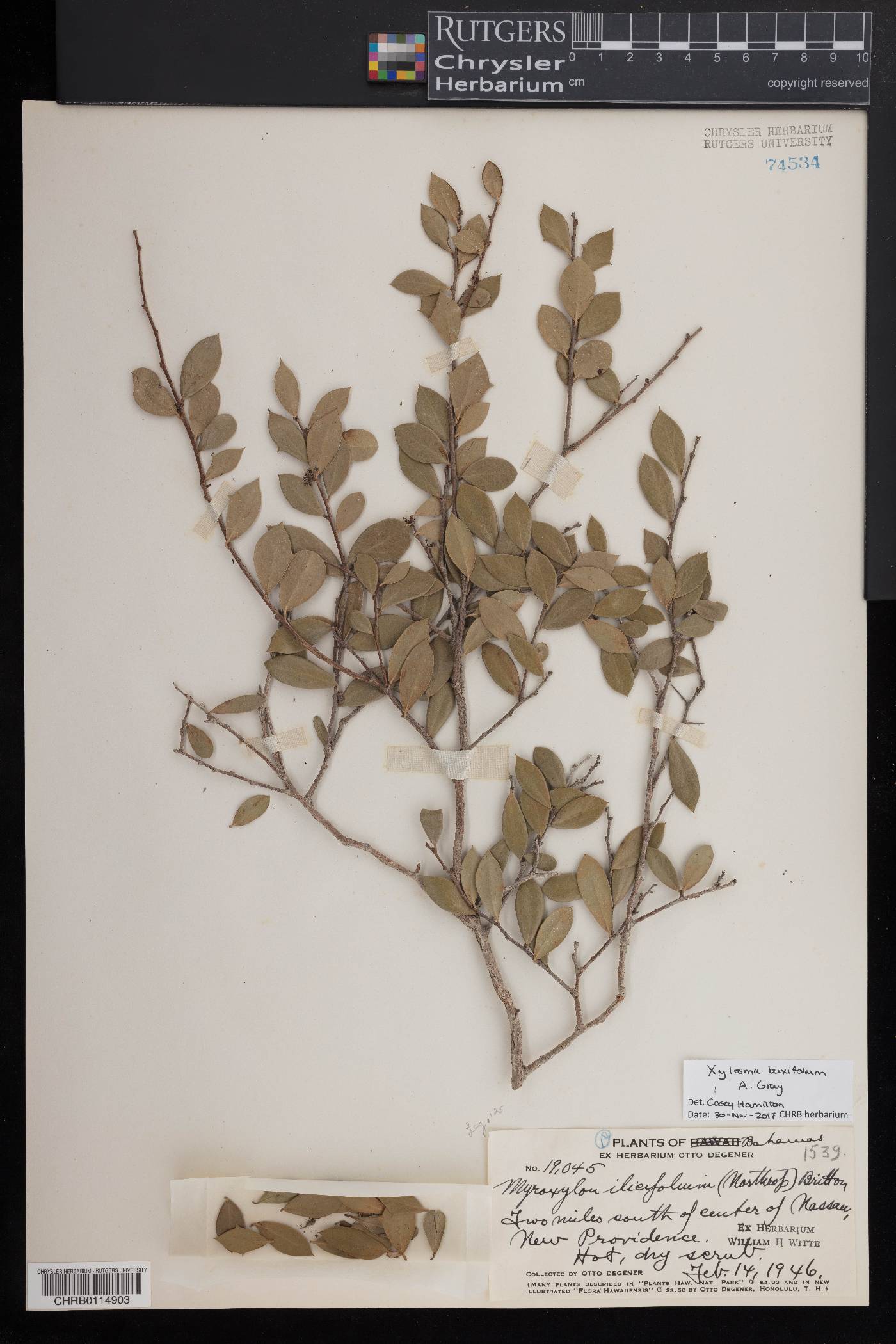 Xylosma buxifolium image